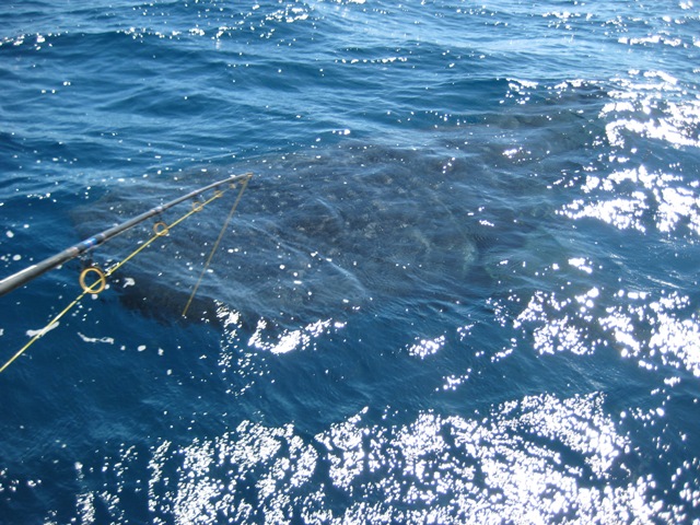 the day i hooked a WHALE